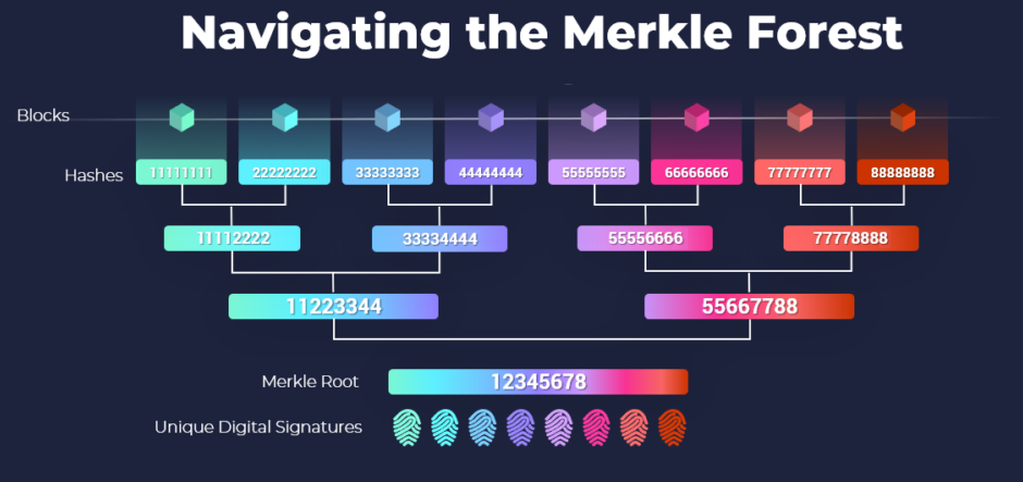 Rừng Merkle